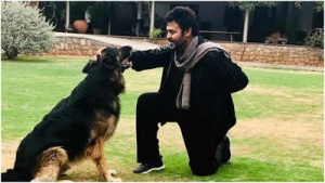 Venkatesh Daggubati Heartbroken Over Death of Beloved Pet Dog, Google